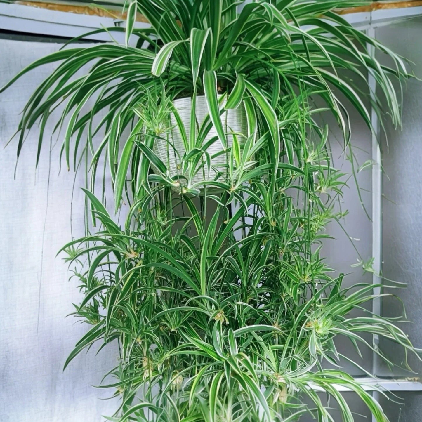 2PCS Reverse Variegated Spider Plant Cuttings - Air-Purifying Indoor Chlorophytum comosum Propagation