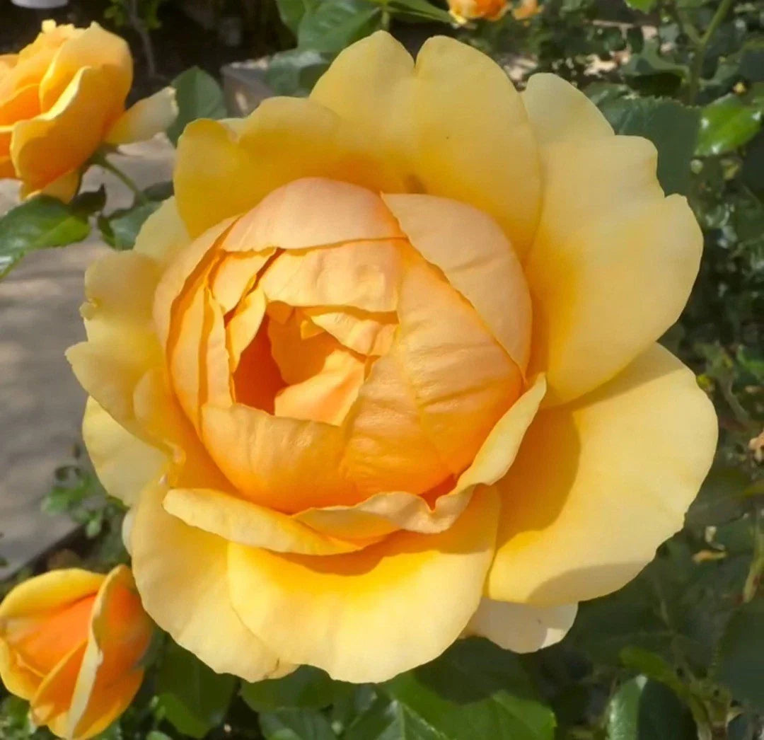Unrooted Yellow Rose Cuttings 5-8" | Rosa spp. for Propagation