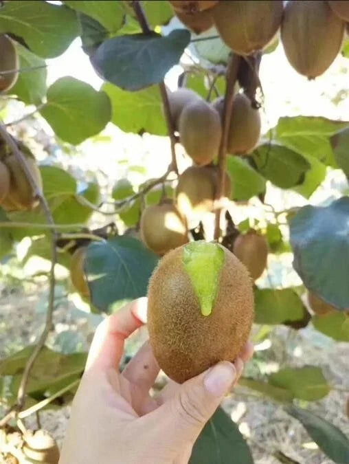 Green Heart Kiwi Seeds – Actinidia deliciosa, 50 Fresh Fruit Seeds for Home Garden & Urban Growing