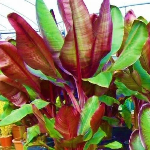 Ensete Maurelii Live Plant 5-9" | Red Abyssinian Banana Tree | Tropical Foliage Plant | False Red Musa