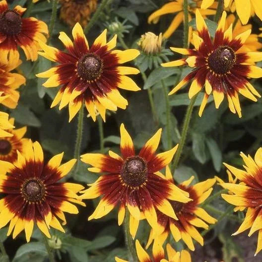 Black Eyed Susan Seeds - 200 Count - AUTUMN FOREST Double Blooms - Rudbeckia hirta - Non-GMO
