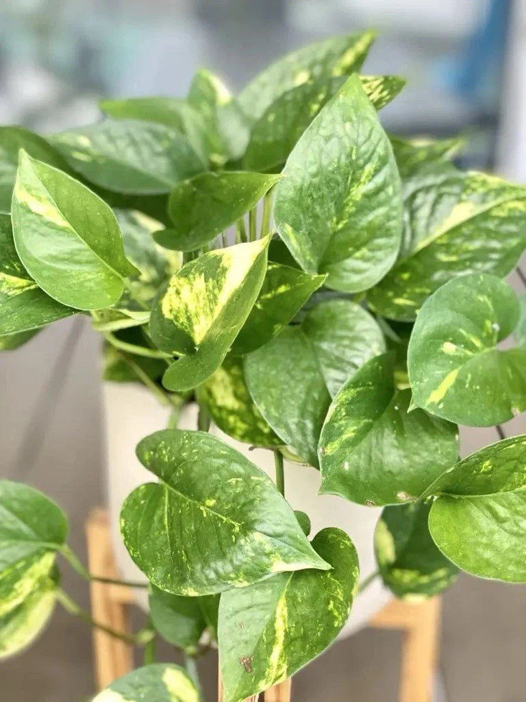 Golden Pothos Cutting - Large Leaf Indoor Plant - Epipremnum aureum - Easy Care Houseplant for Home & Office