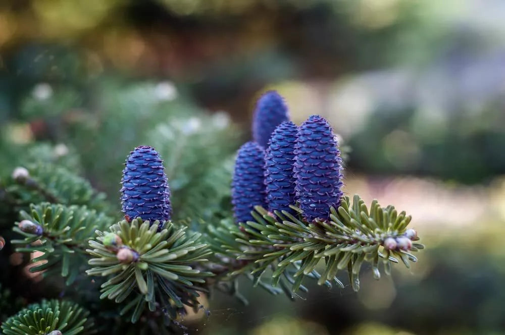 Korean Fir Tree Seeds - 20 Count - Blue Cones - Abies koreana - Ornamental Landscape Plant