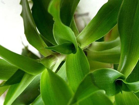 Callisia fragrans Family Doctor Plant - 4" Basket Chain Wandering Jew Indoor Houseplant