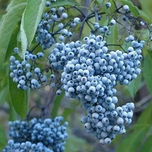 Blue Elderberry Seeds - 50 Non-GMO Sambucus Caerulea Organic Blue Berries for Planting