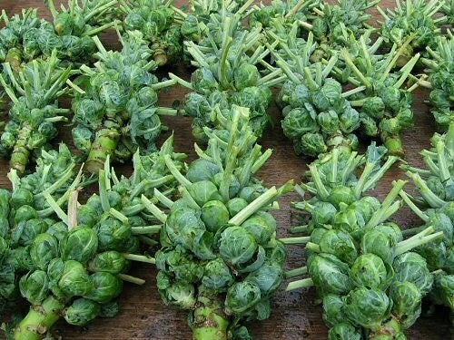 Brussel Sprouts Seeds - 300+ Non-GMO Heirloom Seeds from Catskill, USA
