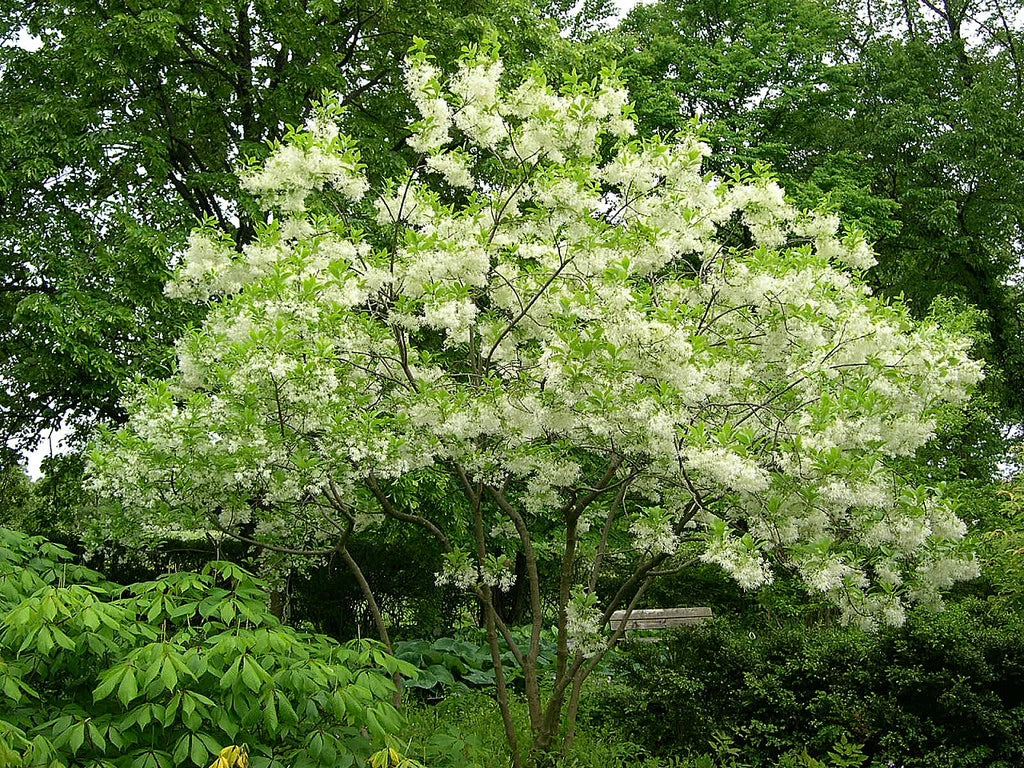 Fringe Tree Seeds, 5 Pack, White Fragrant Flowers, Native Chionanthus virginicus for Garden & Landscaping