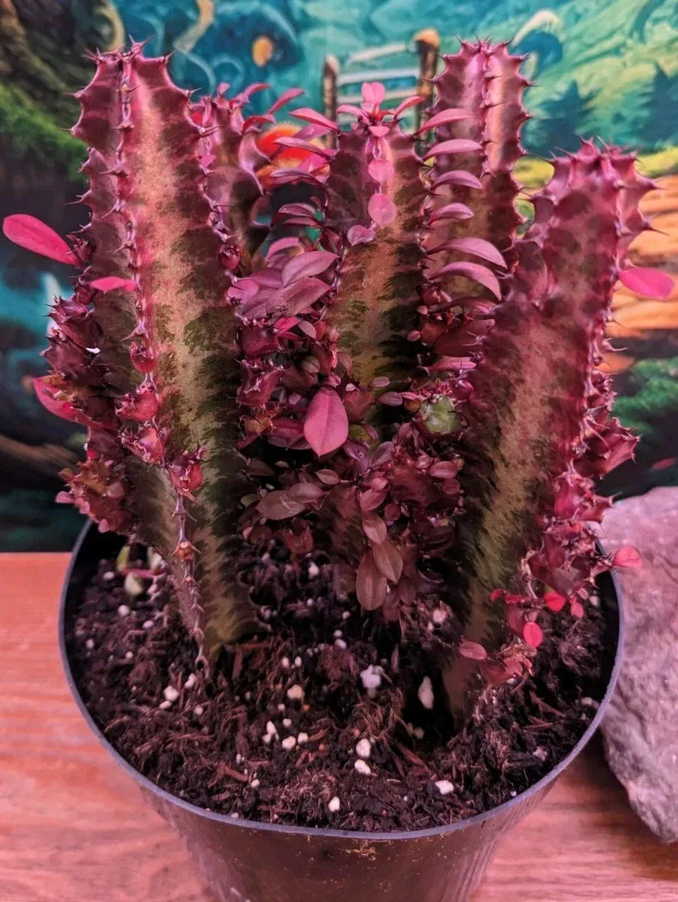 Euphorbia Royal Red Trigona Cuttings Succulent Cacti 4-6" - Unique Red Foliage, Drought Tolerant