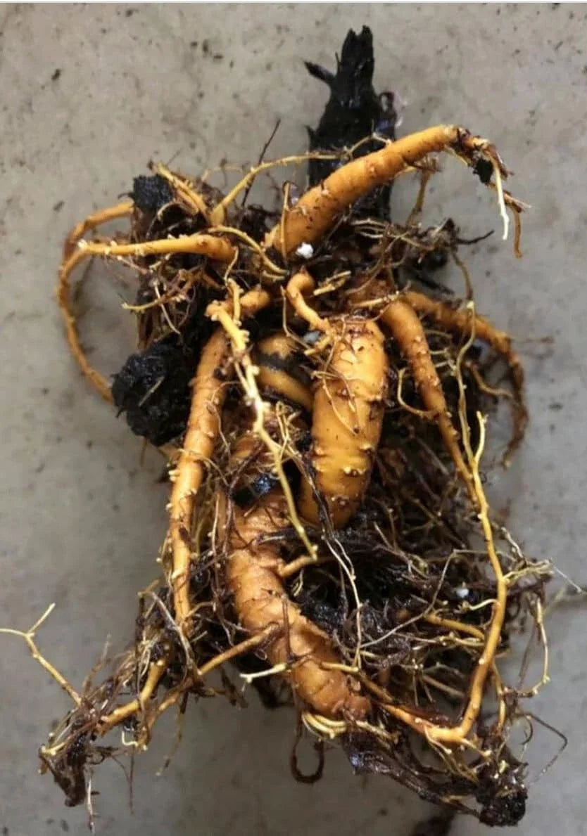 Victoria Rhubarb Crown Division - Live Bare Root Plant, Rheum rhabarbarum, Perennial, Red Stalks, Hardy Garden Plant