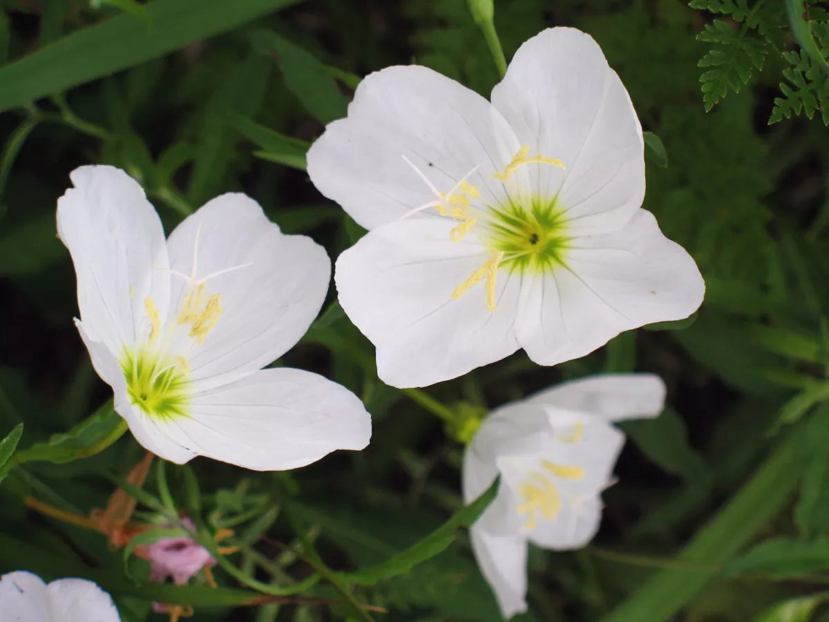 280 White Evening Primrose Seeds - Oenothera speciosa Perennial - Rare Seeds from GroCo USA