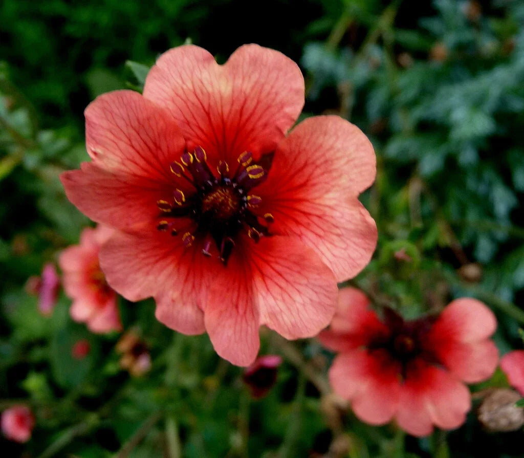 Potentilla Seeds - 500 Seeds - Melton Fire Deep Pink Perennial Flower - Attracts Pollinators - Potentilla fruticosa