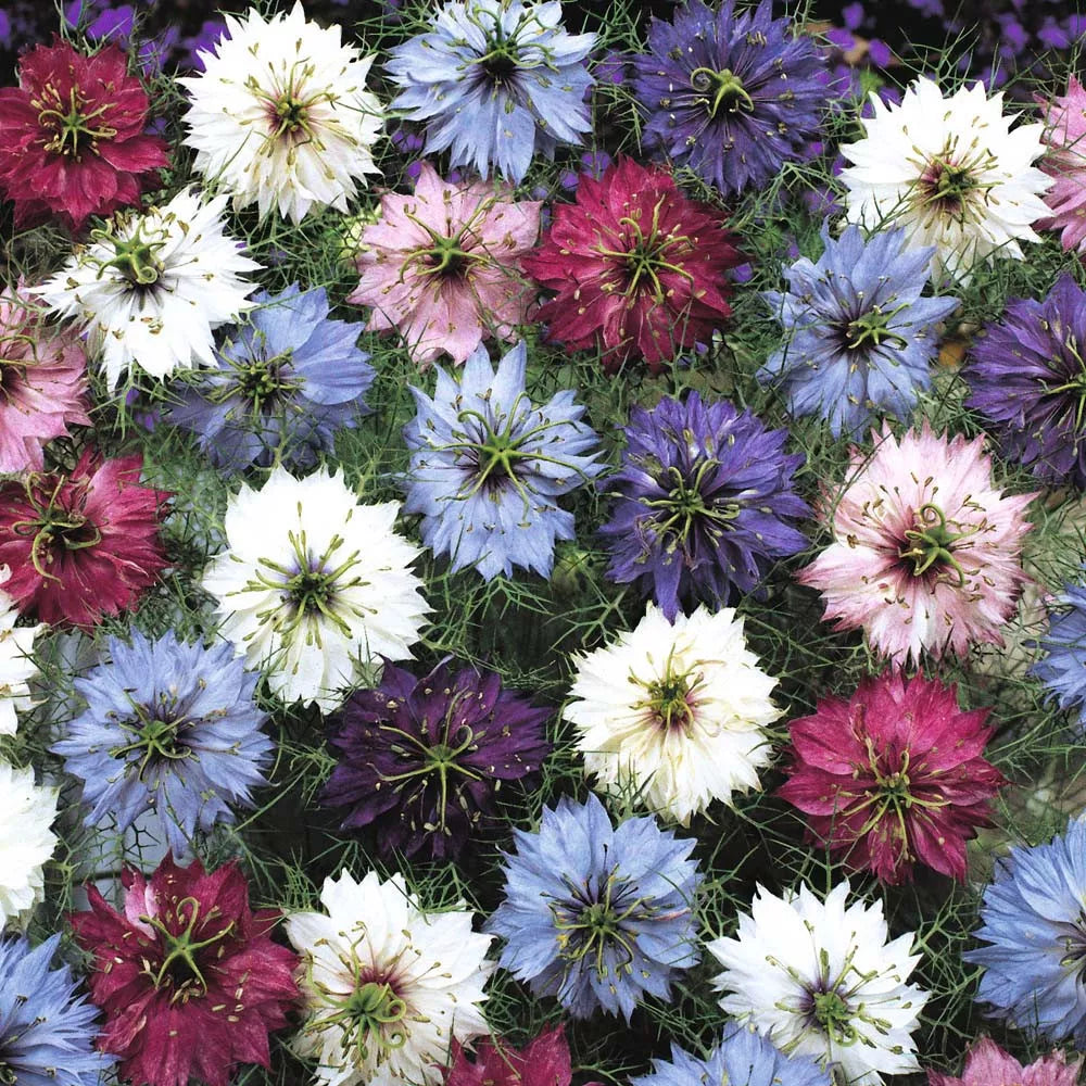 Love in a Mist Seeds - 475 Count Mix - Nigella damascena - USA Grown
