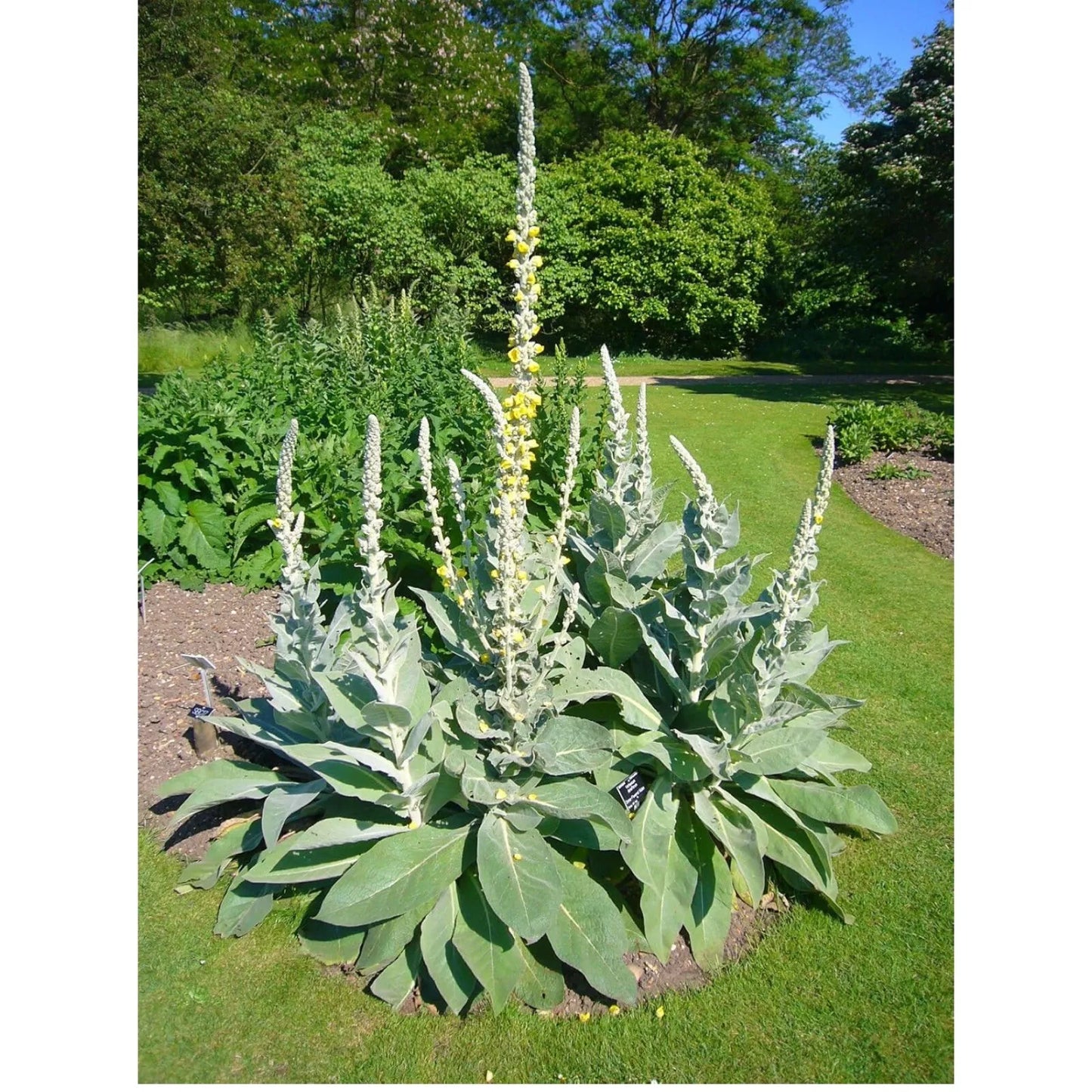 Great Mullein Seeds – 200 Organic Heirloom Verbascum thapsus Non-GMO Medicinal Herb for Garden