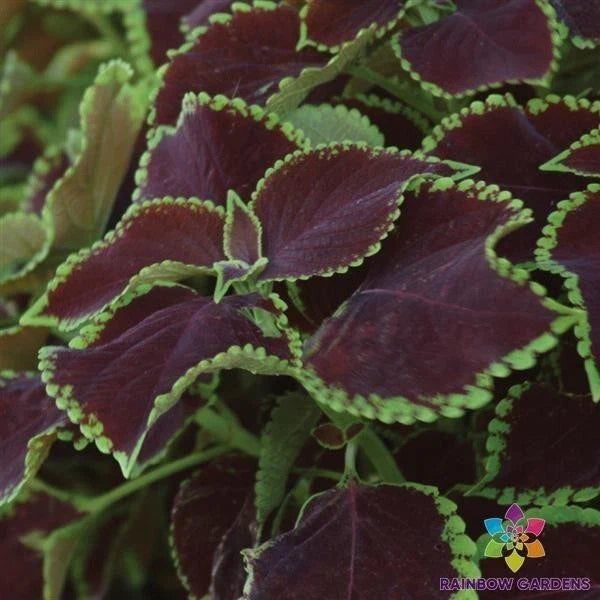 Premium Sun Chocolate Mint Coleus Seeds - 25+ Pack for Vibrant Foliage, Garden Borders & Containers - Coleus blumei