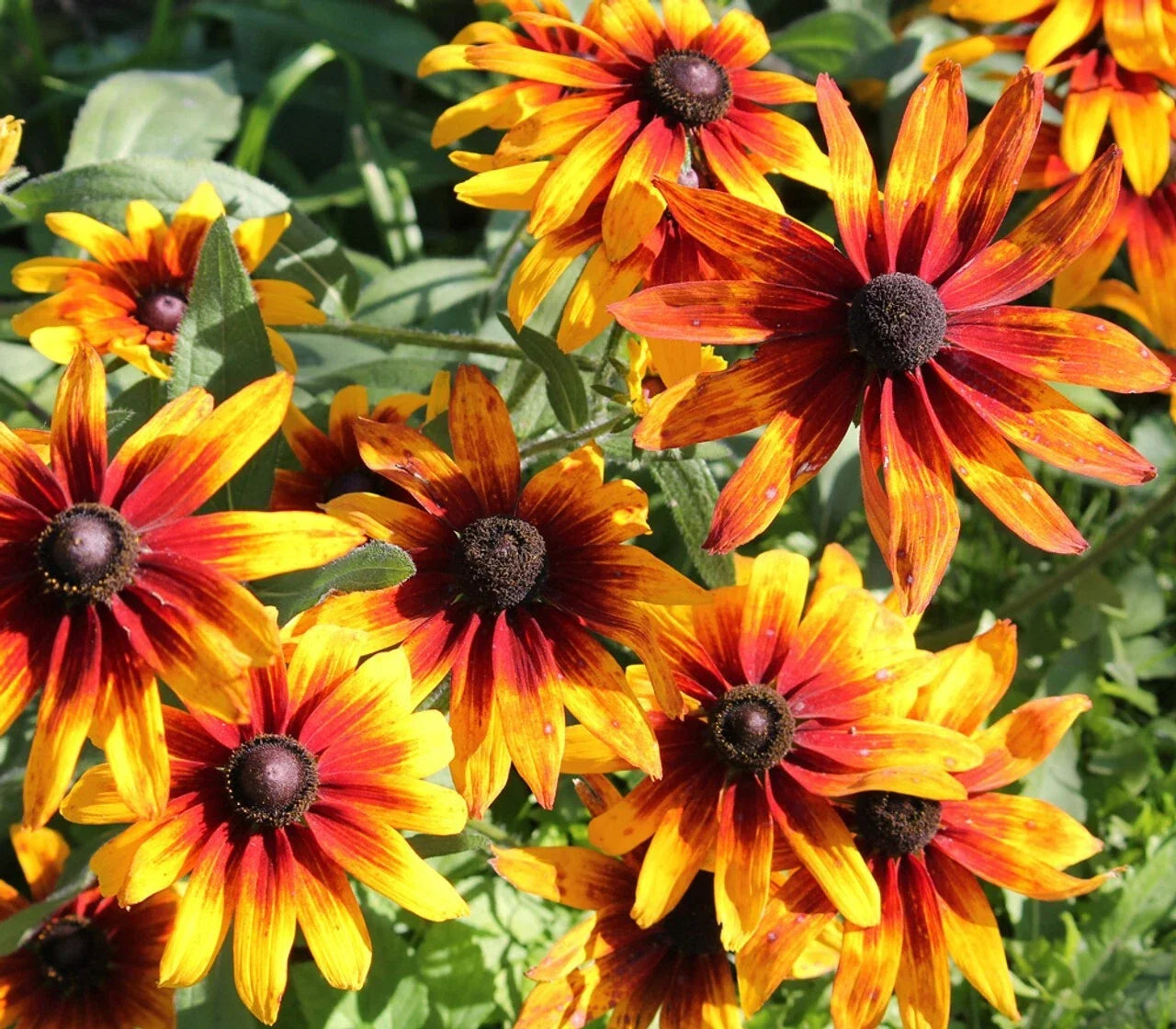 Gloriosa Black-eyed Susan Daisy Seeds - 200+ Rudbeckia hirta Annual for Garden, Borders, Containers, Wildflower Beds