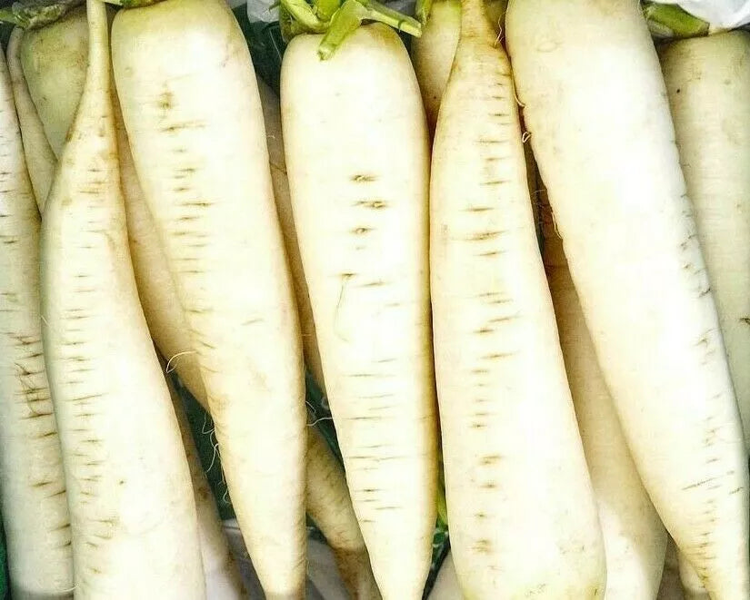 White Icicle Radish Seeds 200+ | Raphanus sativus Culinary Vegetable Seeds