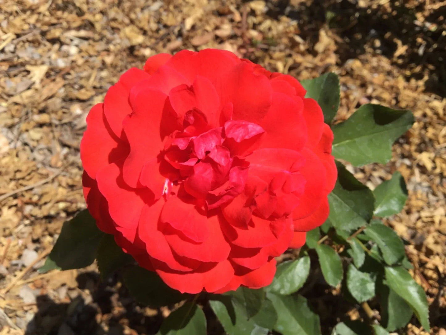 Rose Cuttings Scarlet Bounty - Winter-Blooming Shrub Rosa 'Scarlet Bounty'