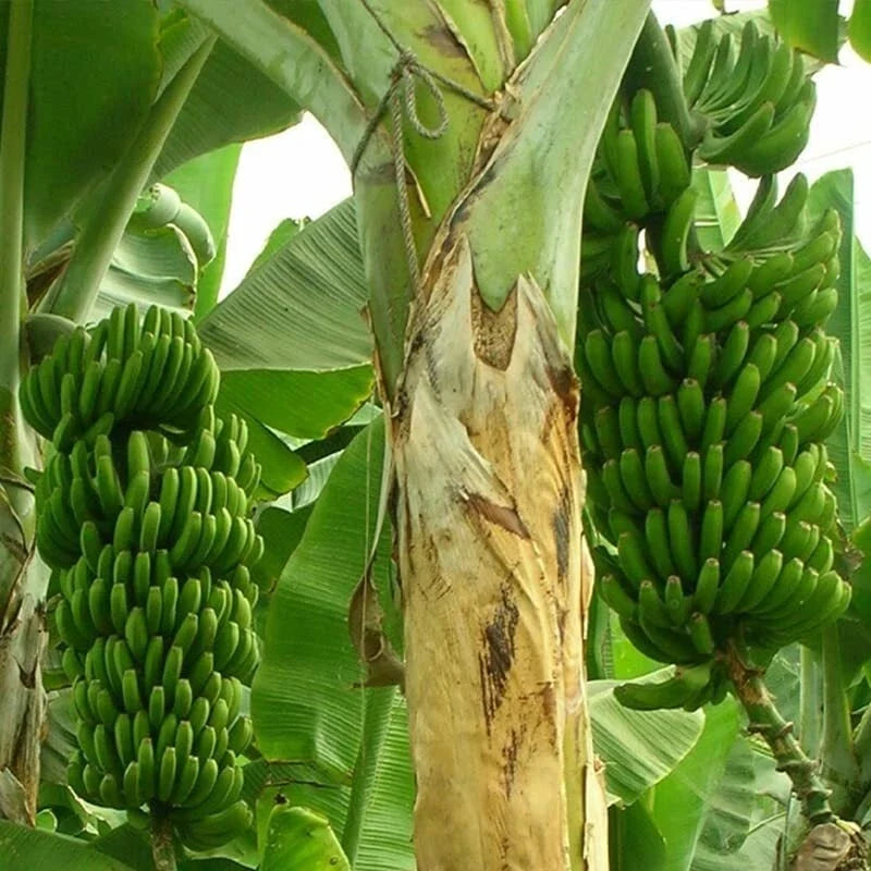 Wild Banana Tree Seeds - Musa acuminata - Tropical Fruit Planting Seeds - Fast-Growing, Edible Bananas, Garden or Container