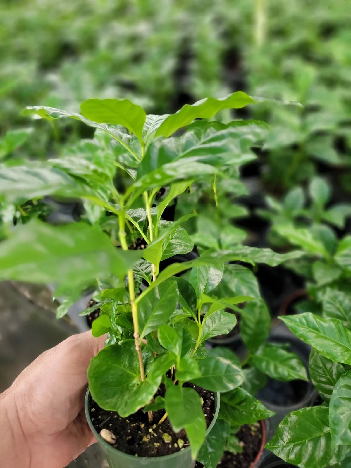 Coffee Arabica Plants in 4-Inch Pots | 6-10 Inch Tall, Multiple Plants per Pot, Coffea arabica