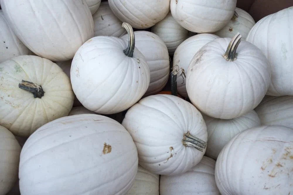 Blanco White Pumpkin Seeds - 10 Seeds for Planting - Cucurbita pepo - Decorative White Jack-O-Lanterns & Culinary Use