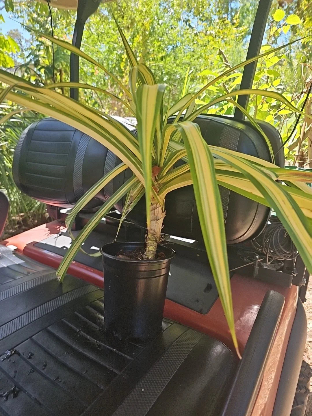 XL Variegated Pandanus Sanderi Live Plant, Spineless Screw Pine, Tropical Indoor Outdoor, Pandanus baptistii