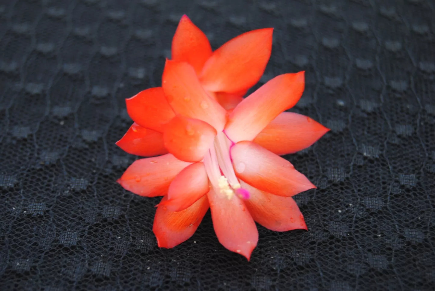 Christmas Cactus Starter Plant - Small Schlumbergera Truncata 'Rio Brazil' Indoor Plant for Holiday Blooms