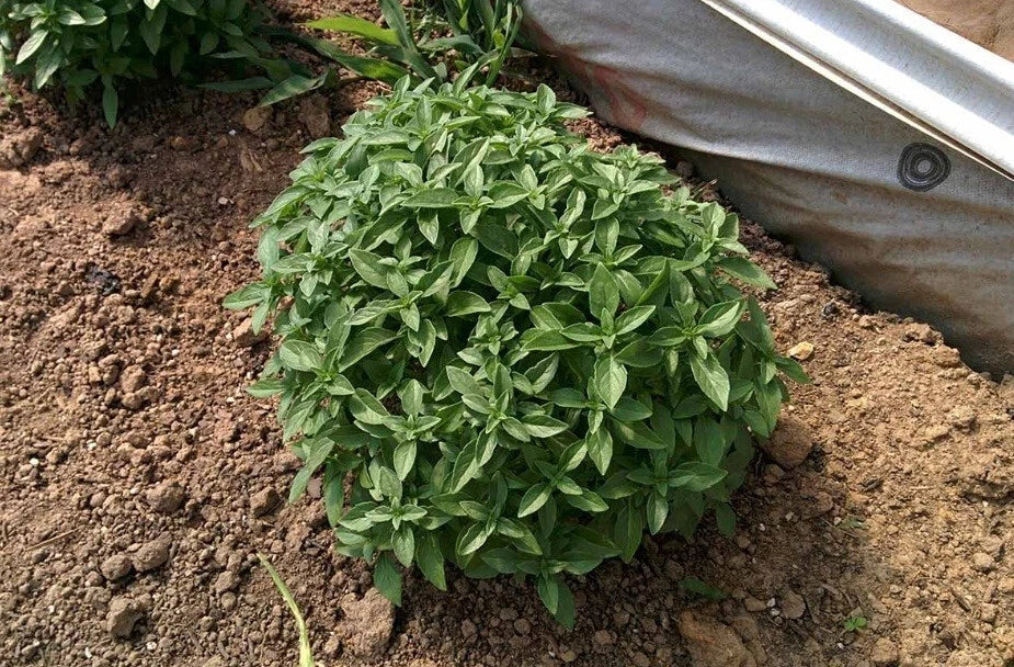 Spicy Globe Basil Seeds - Compact Shrubs for Patio Containers - Ocimum basilicum