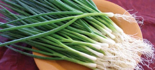 Green Onion Seeds – Tokyo Long White Bunching Onion, Allium fistulosum, 200+ Seeds for Culinary Use