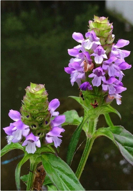 Heal-All Medicinal Herb Seeds - Prunella Vulgaris Perennial Ground Cover - 100+ Seeds for Herbal Gardens