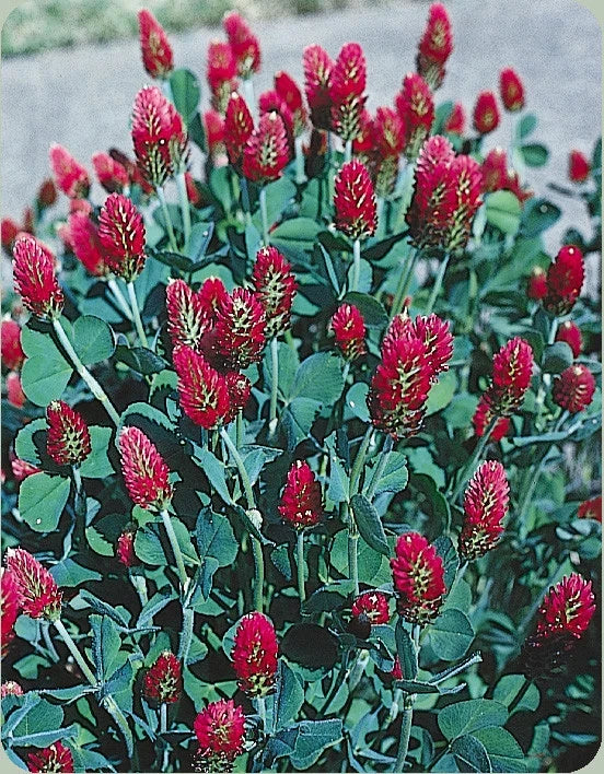 Crimson Clover Seeds 360 Count - Red Cover Crop for Bees & Soil Fertility - Trifolium incarnatum - GroCo USA