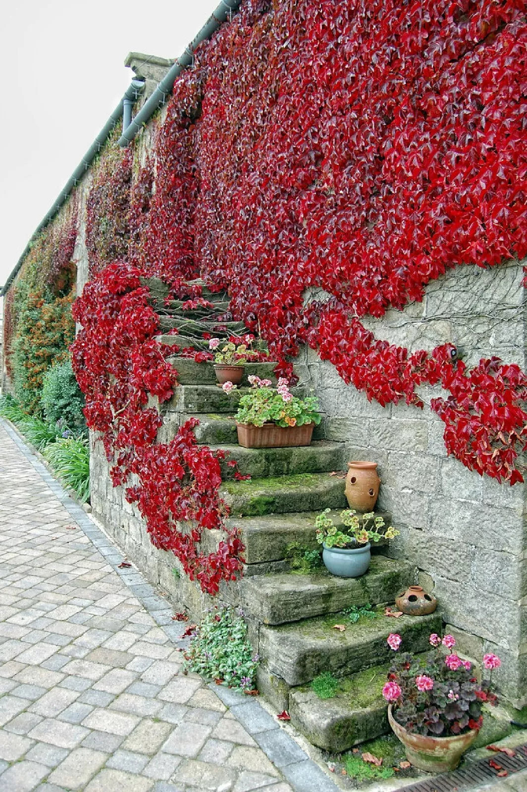 Boston Ivy Seeds - 10 Pre-Stratified Parthenocissus tricuspidata Climbing Vine for Gardens & Walls