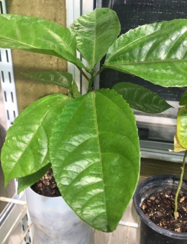 Giant Granadilla Passionfruit Plant - Passiflora ligularis Starter Climbing Vine with Purple Flowers