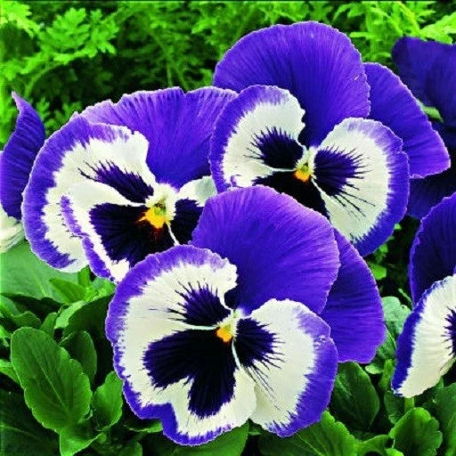 Pansy Seeds 50 Pack - Character Blue Mariner Viola tricolor - Vibrant Blue Flowers for Gardens & Containers