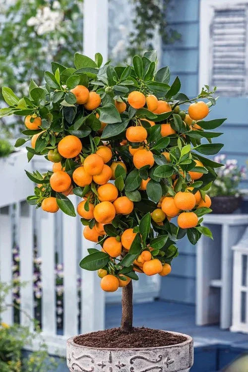 Calamondin Calamansi Orange Tree - Live Citrus Plant in 10" Pot - Citrus mitis
