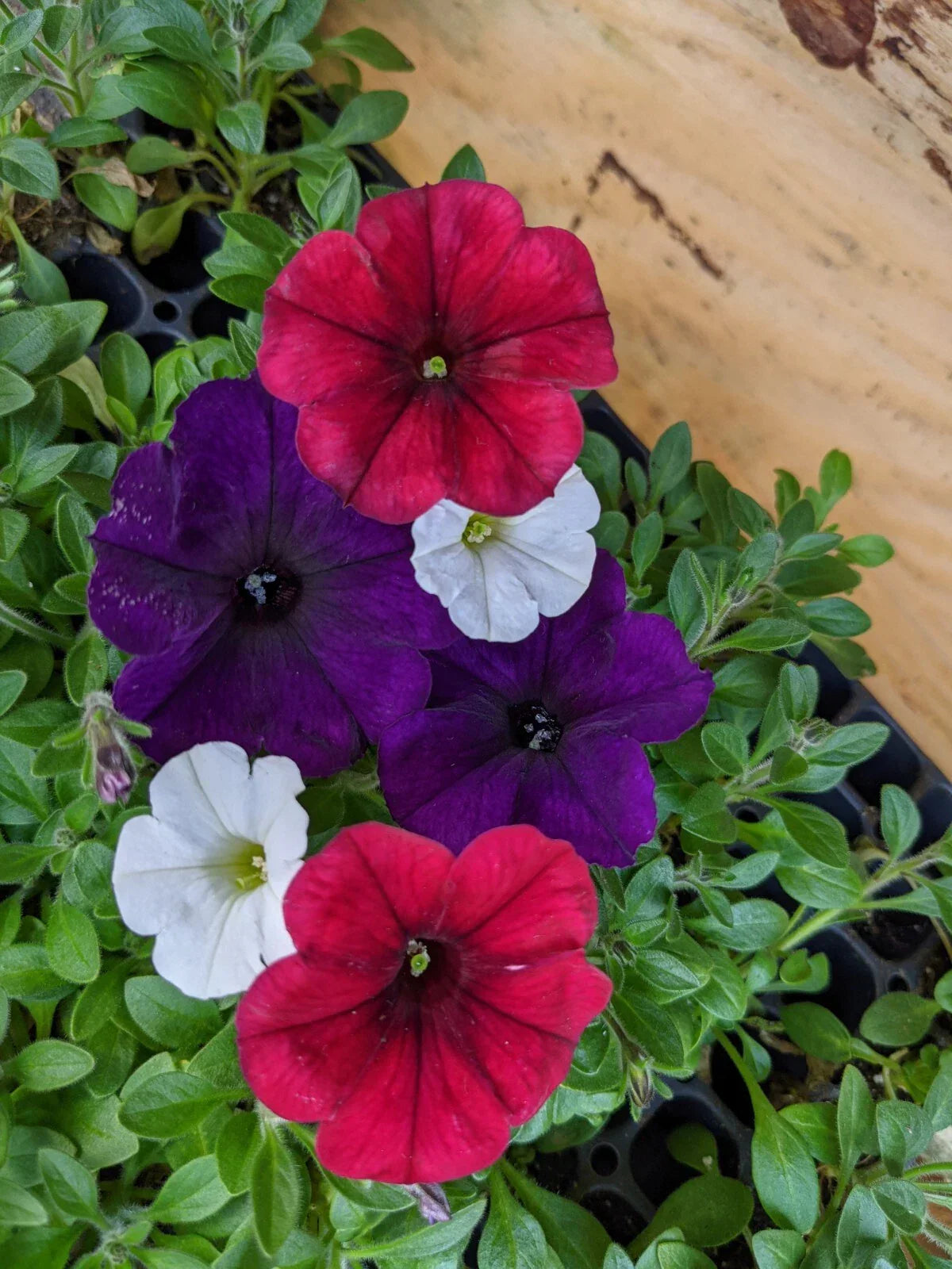 Petunia Combo 'Old Glory' Live Annual Plants - Easy Wave Red Velour, Navy Velour, Shock Wave White