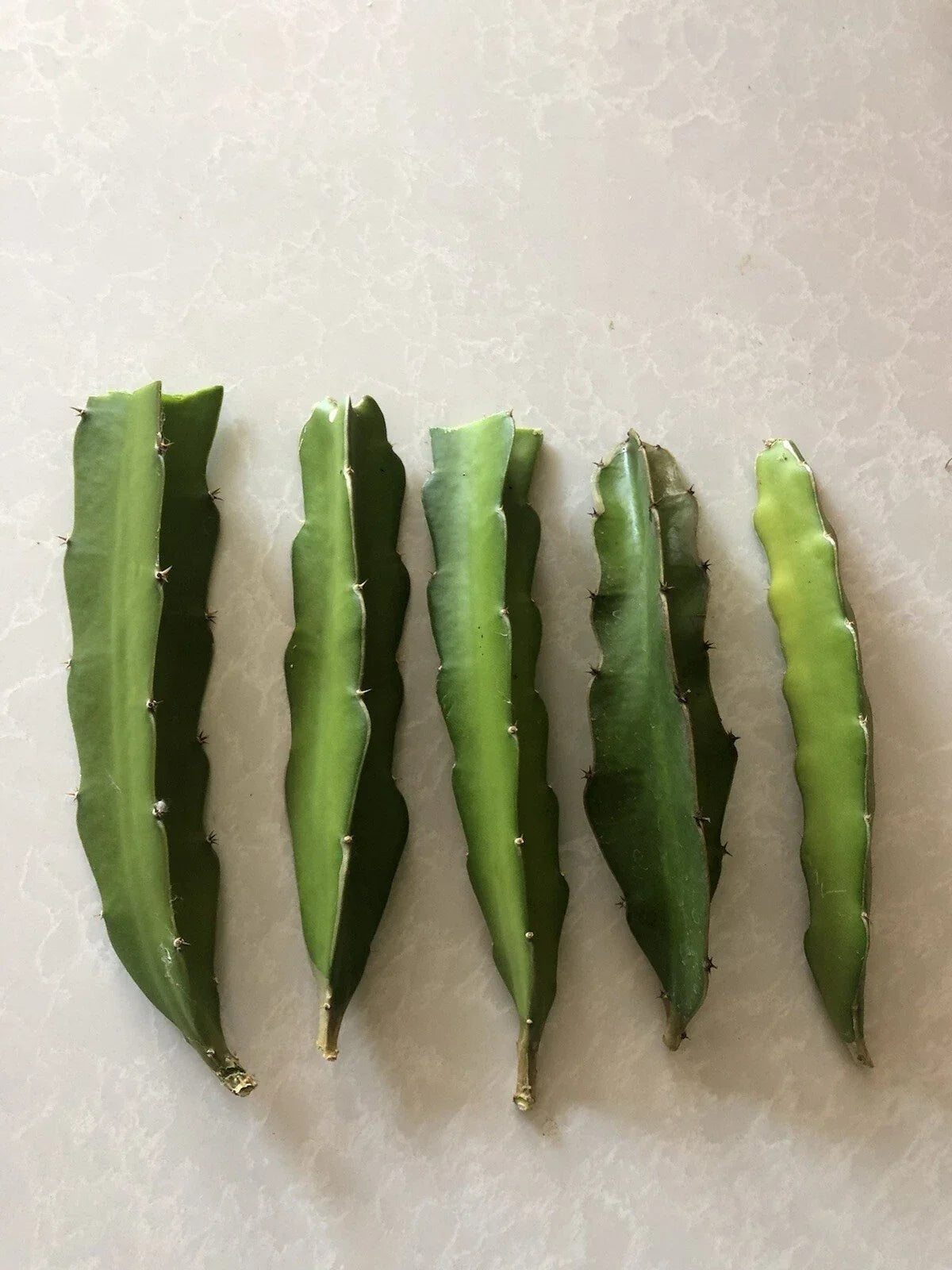 Red Dragon Fruit Cuttings 5 Pcs Pink Skin Red Flesh Hylocereus undatus Ready to Plant