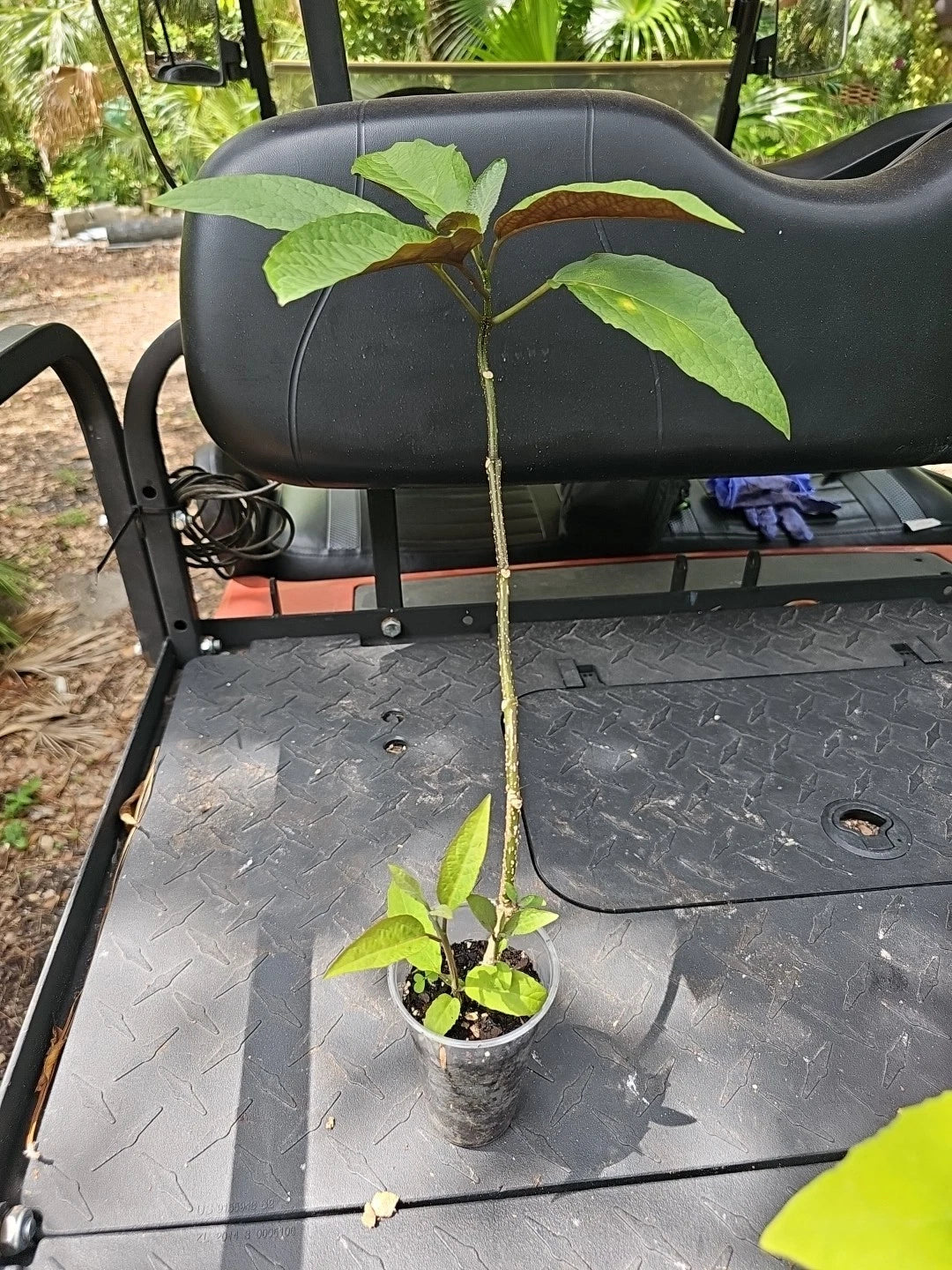 Shooting Star Plant 3" Pot - Clerodendrum Quadriloculare Live Indoor Outdoor