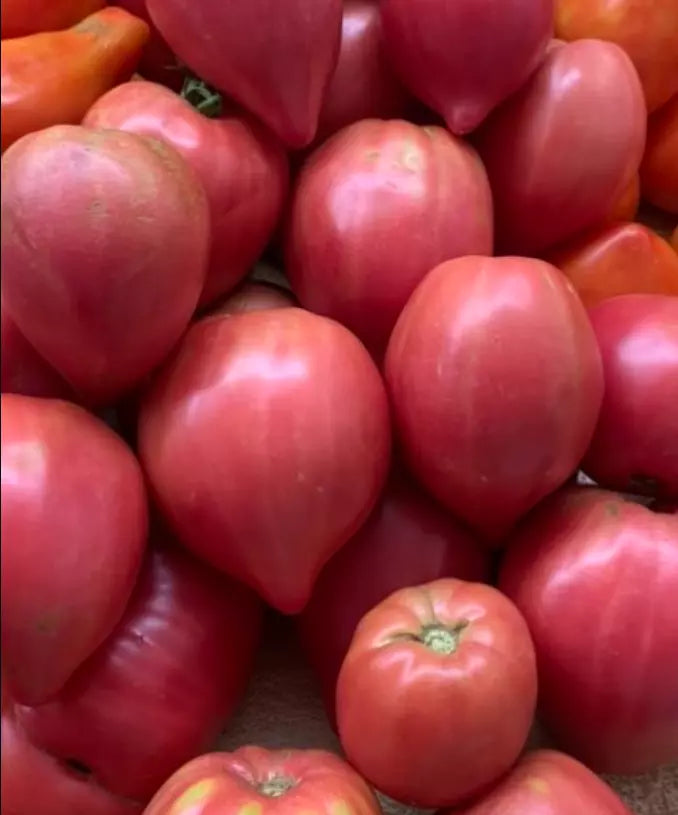 Heirloom Tomato Seeds - Coure di Bue Oxheart - Non-GMO, Indeterminate, 50 Seeds, Juicy Heart-Shaped Fruits, Solanum lycopersicum