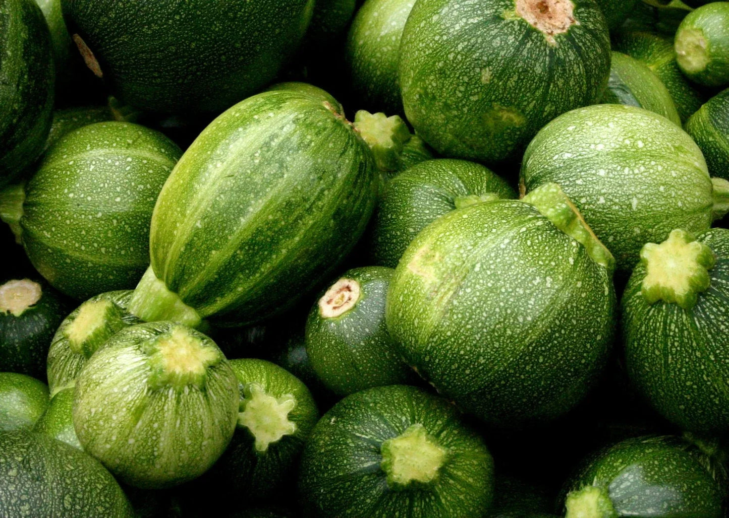 Round Zucchini Seeds – Non-GMO, Cucurbita pepo, 20 Pack for Summer Gardening, Bush-Type, Easy to Grow