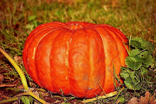Cinderella Pumpkin Seeds - 10 Seeds - Rouge Vif d'Étampes - Cucurbita pepo - GroCo US