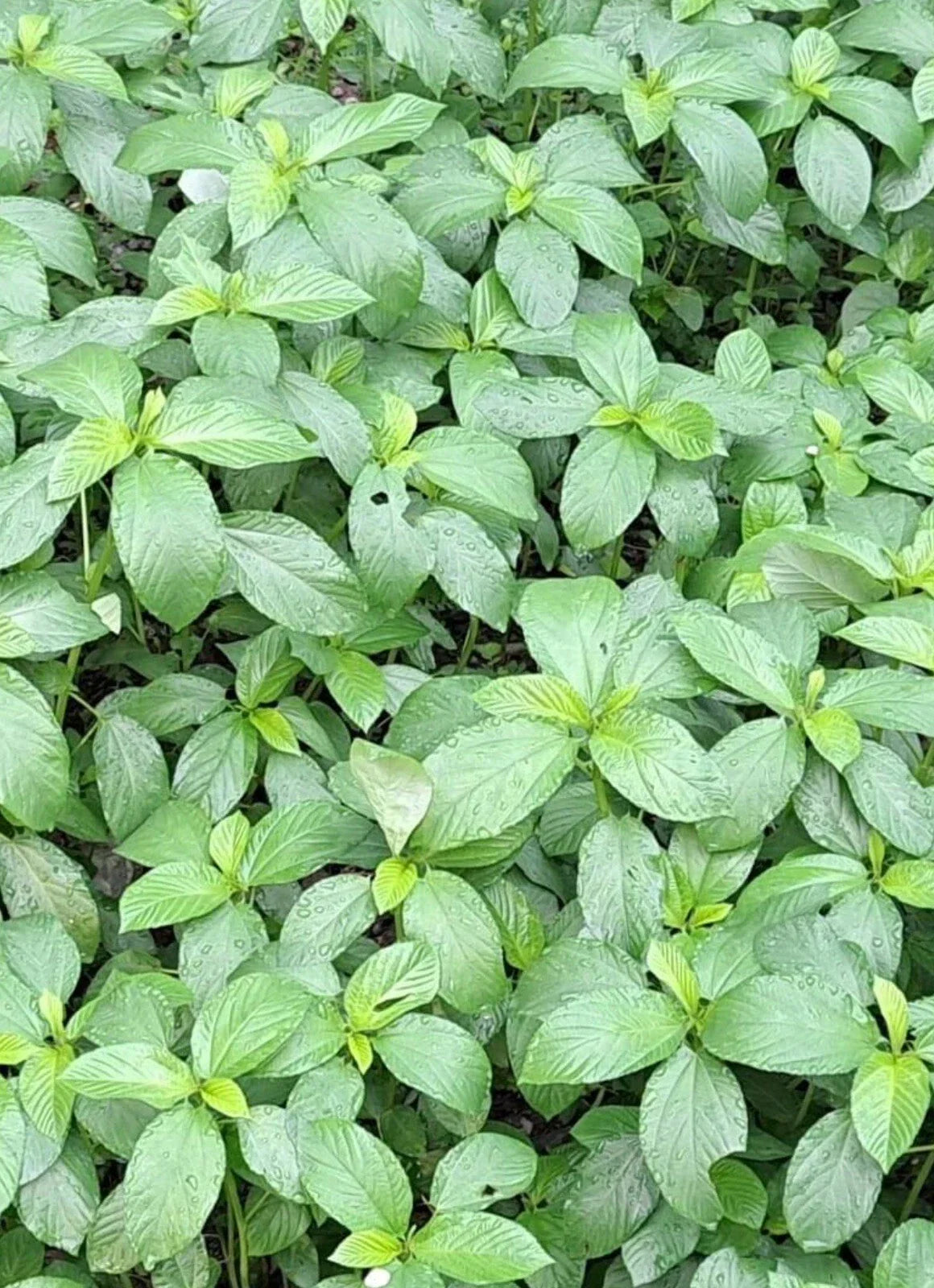 200+ Egyptian Spinach Saluyot Jute Molokhia Seeds - Heirloom Vegetable Seeds for Home Gardening