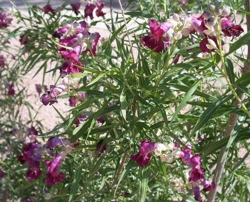 Desert Willow Tree Seeds - 40+ Freshly Harvested Chilopsis linearis Purple Orchid Flowers, Drought-Tolerant, Low-Maintenance Seeds
