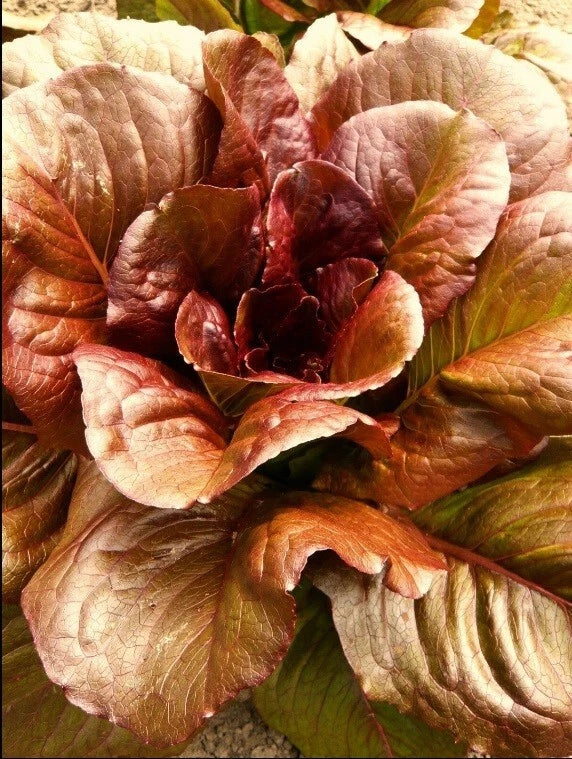 Cimmaron Deep Red Romaine Lettuce Seeds – Heirloom Bulk 500-5000, Crisp, Rare Color, Lactuca sativa