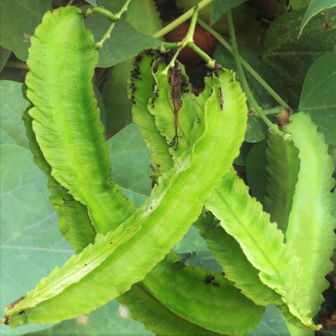Winged Bean Seeds | Dragon Goa Variety | Psophocarpus tetragonolobus | Protein-Rich Climbing Vine Seed Packet