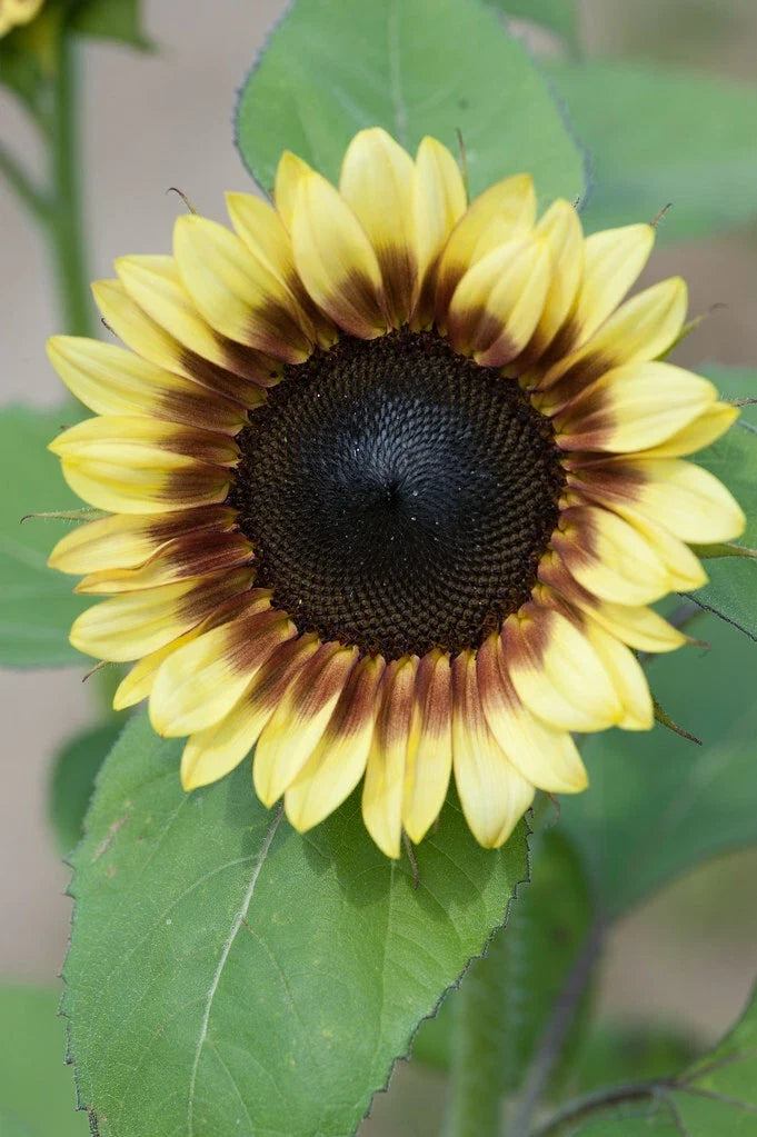 Sunflower Seeds - Pro Cut Red & Lemon Variety - Helianthus annuus - Organic, Non-GMO, Full Sun, 50 Seeds