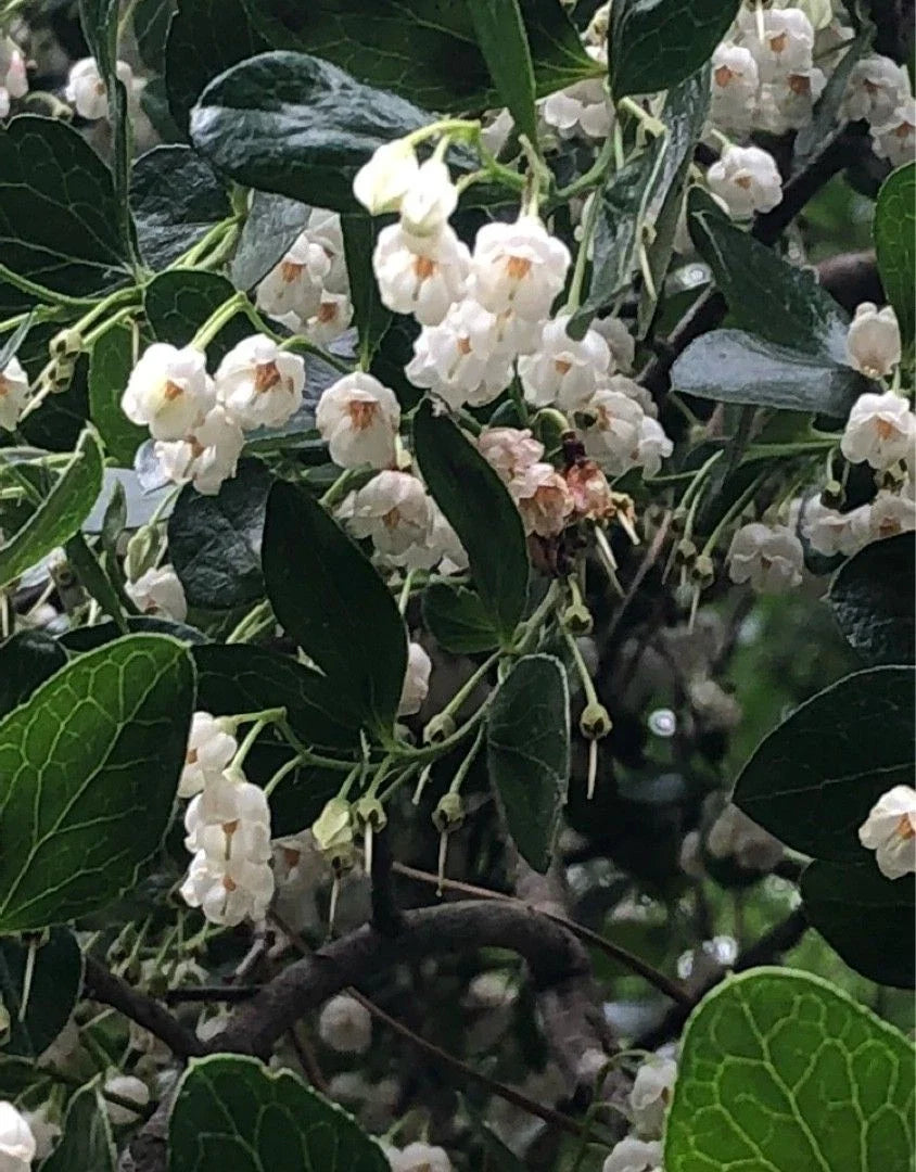 Farkleberry Tree Seedling Live Plant – Vaccinium arboreum Edible Shrub, Drought-Tolerant, Native Landscaping, Wildlife Habitat, Zones 6-9