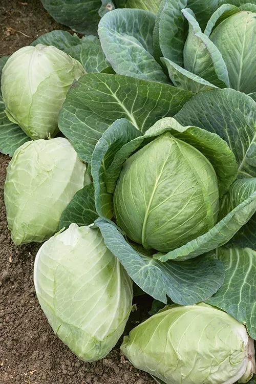 Cabbage Seeds - 400+ Heirloom Charleston Wakefield Non-GMO Vegetable Seeds