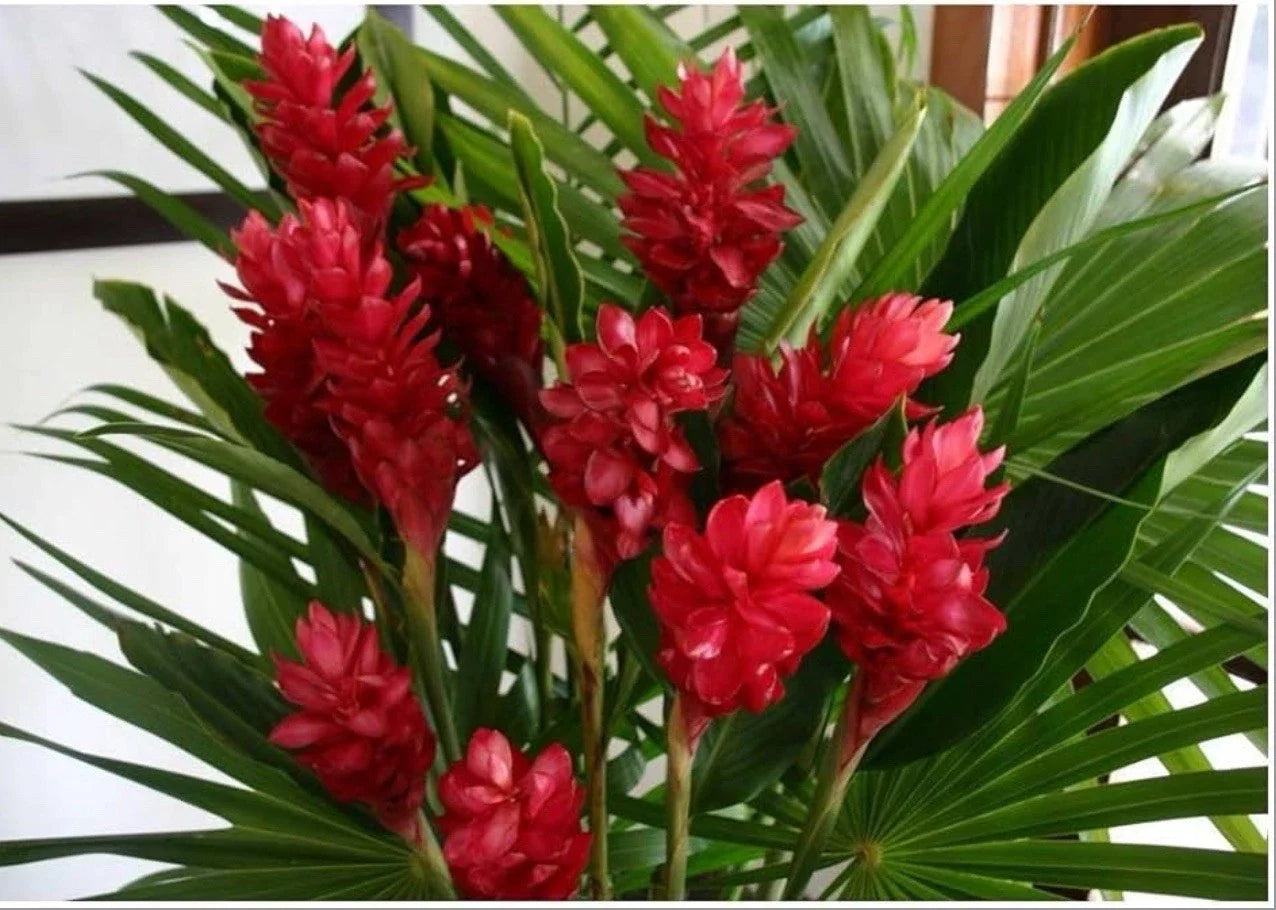 Hawaiian Red Ginger Starter Plant - Small Rooted Alpinia Purpurata Tropical Garden Accent