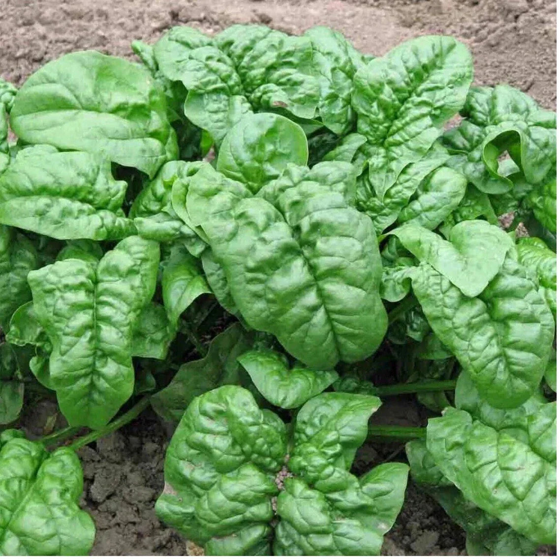 Nobel Giant Spinach Seeds - 150+ Non-GMO Heirloom Organic Seeds with USA Free Shipping