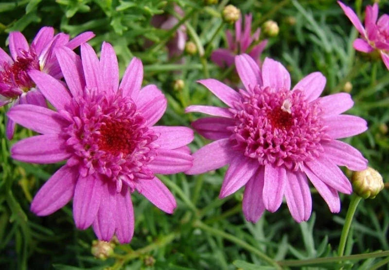 Canary Marguerite Daisy Seeds - Argyranthemum frutescens, Bright Yellow Flowers, 200+ Seeds for Garden, Borders, Containers
